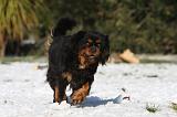 CAVALIER KING CHARLES 503
